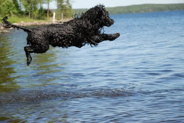 full moon lighted body of water